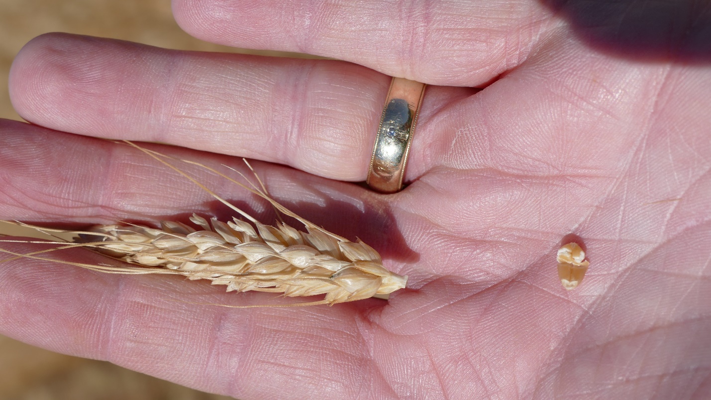 Winter wheat at the tail end of the soft dough stage with the kernel not yet firm enough to resist crushing with the thumbnail.
